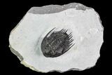 Phaetonellus Trilobite (Uncommon Proetid) - Morocco #108271-3